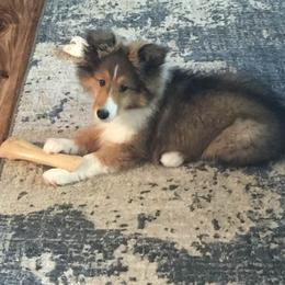 Shetland Sheepdog Puppies from Jo-C's Shelties