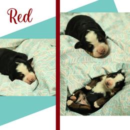 Boy 2 - Black rust and white male Bernese Mountain Dog puppy in Elkton, Maryland from Bernese Beauties