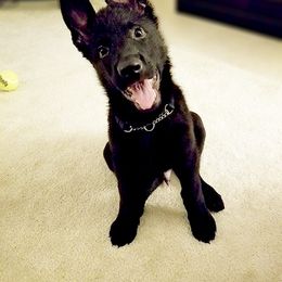 German Shepherd Puppies from Crannog Working K9 LLC