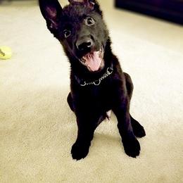 German Shepherd Puppies from Crannog Working K9 LLC