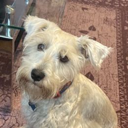 Miniature Schnauzers from King kyro n Kinley karma