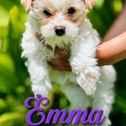 Yorkshire Terrier Puppies from Wendy's Pawsitive Training, LLC