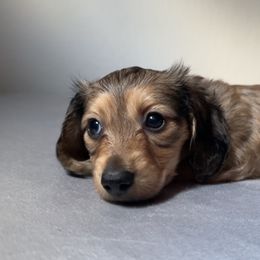 1st Born Shaded Cream Female - Cream Dachshund puppy in Rochester, Washington from Curtiss Dachshunds