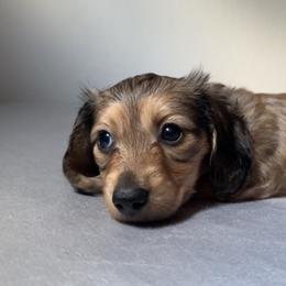1st Born Shaded Cream Female - Cream Dachshund puppy in Rochester, Washington from Curtiss Dachshunds