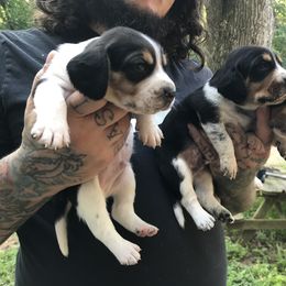Beagle Puppies from C.R.P. Kennels