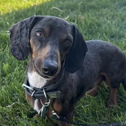 Dachshunds from Petite Paw Dachshunds
