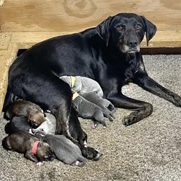 Mountain Cur Puppies from Walnut Ridge Mountain Curs