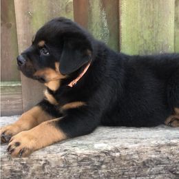 Rottweiler Puppies from Alpha Co. Rottweilers