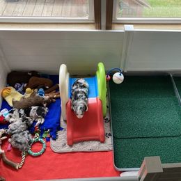 Miniature Australian Shepherd Puppies from Blue Skye's Miniature Australian Shepherds