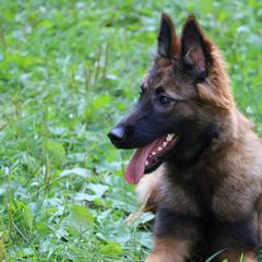Belgian Tervuren Puppies from EnHommage Belgian Shepherds
