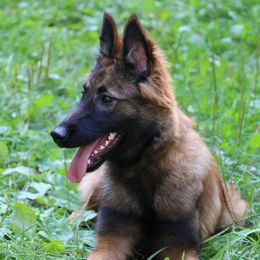 Belgian Tervuren Puppies from EnHommage Belgian Shepherds