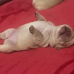 French Bulldog Puppies from Foster Lake Frenchies