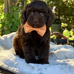 Tan - Chocolate female Australian Labradoodle puppy in Anderson, California from Shaggy Doodles