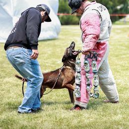 Ragnar - Belgian Malinois