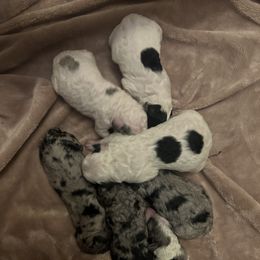 Assorted Doodle Crosses, Bernedoodle, and Poodle Puppies from ‘Mut’zger Doodles