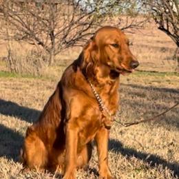 Hattie - Golden Retriever