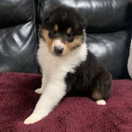 Collies, Pembroke Welsh Corgis, and Shih Tzus from M&J Country Kennels