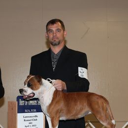 Staffordshire Bull Terriers from Chemstaff Kennels