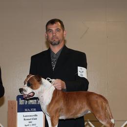 Staffordshire Bull Terriers from Chemstaff Kennels