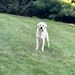 Ralphie - Labrador Retriever