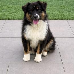 Benny - Black tri male Miniature American Shepherd puppy in Palacios, Texas from Coastal’s Miniature American Shepherds
