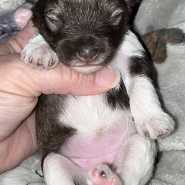 Miniature Schnauzer Puppies from Von Baron Schnauzers