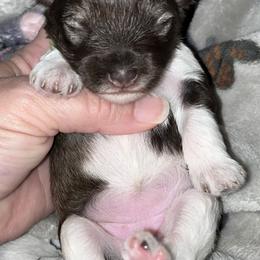 Miniature Schnauzer Puppies from Von Baron Schnauzers