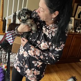 Miniature Schnauzer Puppies from Kani Miniature Schnauzers