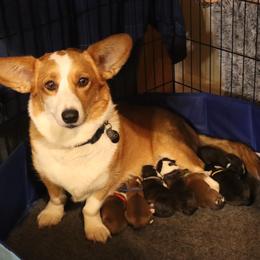 Cardigan Welsh Corgi puppies from Rowe Family