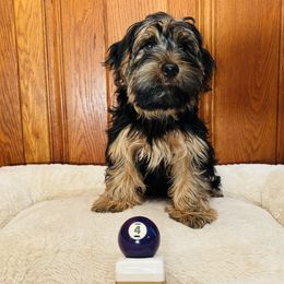 Champ - Black and gold male Yorkshire Terrier puppy in Marion, Indiana from Brandon's Yorkshire Terriers