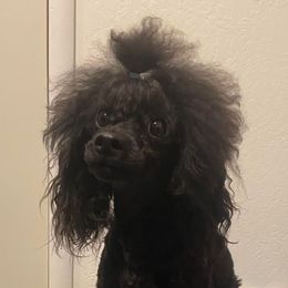 Olive - Poodle