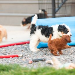 Bernedoodle and Goldendoodle Puppies from Sunnydoodle Utah