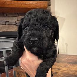 Black girl - Black female Poodle puppy in Oneida, Tennessee from Pippa’s Place Poodles