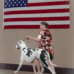 Saké - Great Dane
