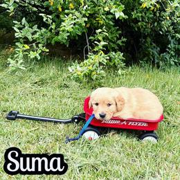 Suma - Golden male Golden Retriever puppy in Salem, Virginia from Virginia Goldens