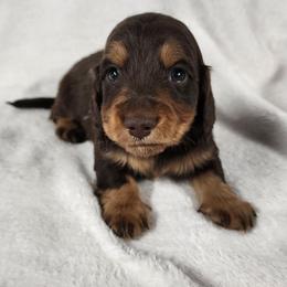 Peter (black collar) - Chocolate and tan male Dachshund puppy in Anaconda, Montana from Williams Family Dachshunds