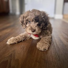 Cockapoo and Goldendoodle Puppies from Robbin's Treasures