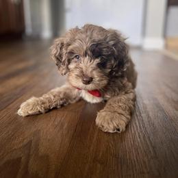 Cockapoo and Goldendoodle Puppies from Robbin's Treasures