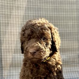Poodle Puppies from Triangle Standards