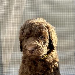 Poodle Puppies from Triangle Standards