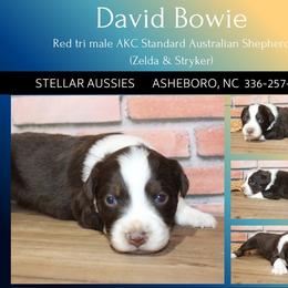 David Bowie - Red tri-color male Australian Shepherd puppy in Asheboro, North Carolina from Stellar Aussies