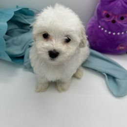 Cockapoo, Goldendoodle, and Maltipoo Puppies from Loris Pampered Pooches💕