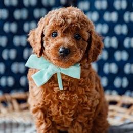 Lainey Wilson - Red  female Goldendoodle puppy in Lumberton, Mississippi from SouthernDoodlebug/ Utah Doodlebug