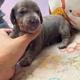 AKC Female 3000 - Red female Dachshund puppy in Summerville, South Carolina from Funk's Four-Legged Friends