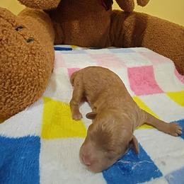 Atlas - Red male Cavapoo puppy in Dallas, Texas from Halo's Heroes Doodles