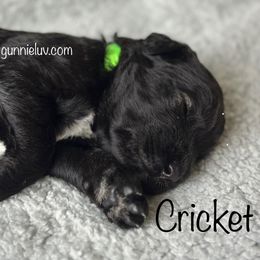 Cricket - Black male Schnoodle puppy in Saint Augustine, Florida from Gunnie Luv, LLC