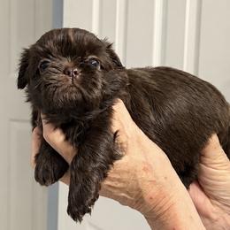 Levi - Chocolate male Shih Tzu puppy in Tallahassee, Florida from Bows and Bow Ties