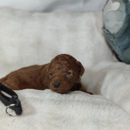 Boy 4 - male Poodle puppy in Westfield, North Carolina from Legacy Pets