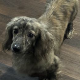 Ryder - Dachshund
