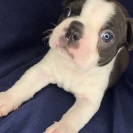 Boston Terrier Puppies from The Gentlemen Breed